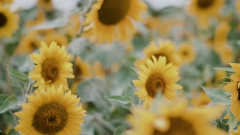 muchos girasoles visibles con abejas volando alrededor