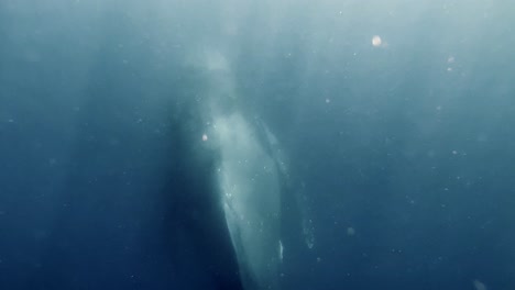 一隻大在深藍海底游泳