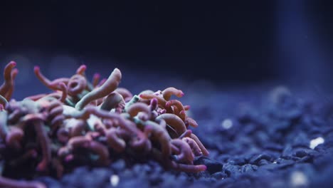 macrocaptura de peces payaso y anémona de mar en un acuario de agua salada