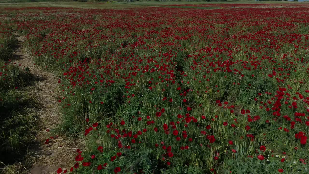4K Drohnenaufnahme einer Wildblumenwiese mit roten Mohnblumen und bunten Frühlingsblumen, grünes Feld im Wind, friedliche Naturlandschaft, blühende ländliche Kulisse