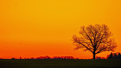 Bare-trees-in-rural-landscape-at-sunset