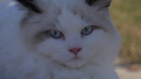 head shot white cat stare at camera in the shade in front of lawn