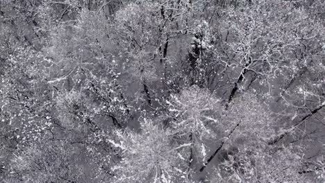 winter forest in snow