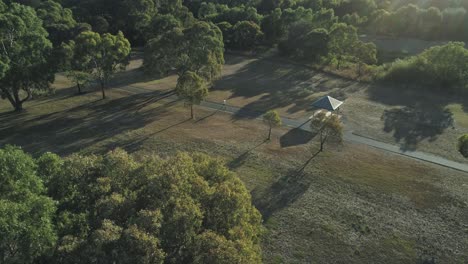 wide drone footage of jogger running left to right in late afternoon sun in a park amongst eucalyptus trees, with sun flares