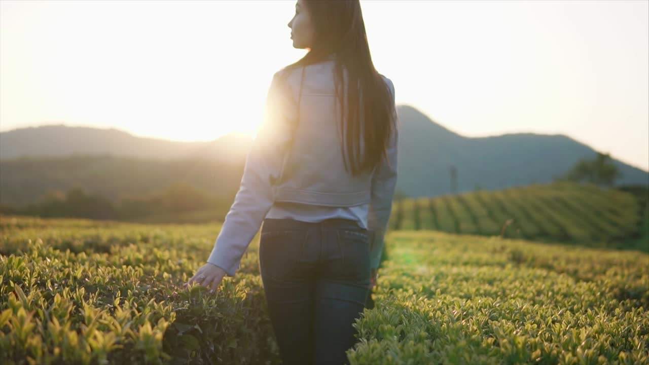 해가 뜨면 차 농장을 걸어다니는 여자