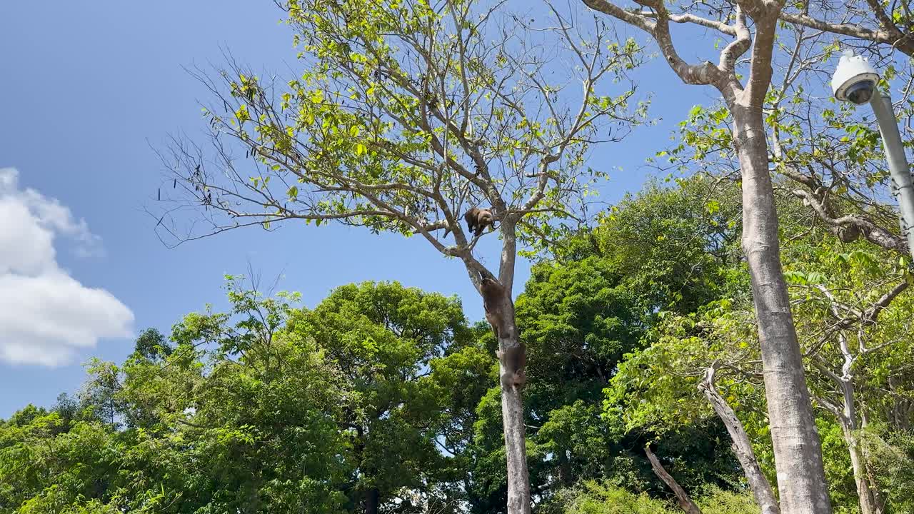 Wild monkey climbs tree in sunlit forest, camera tilts upward revealing lush greenery and sky