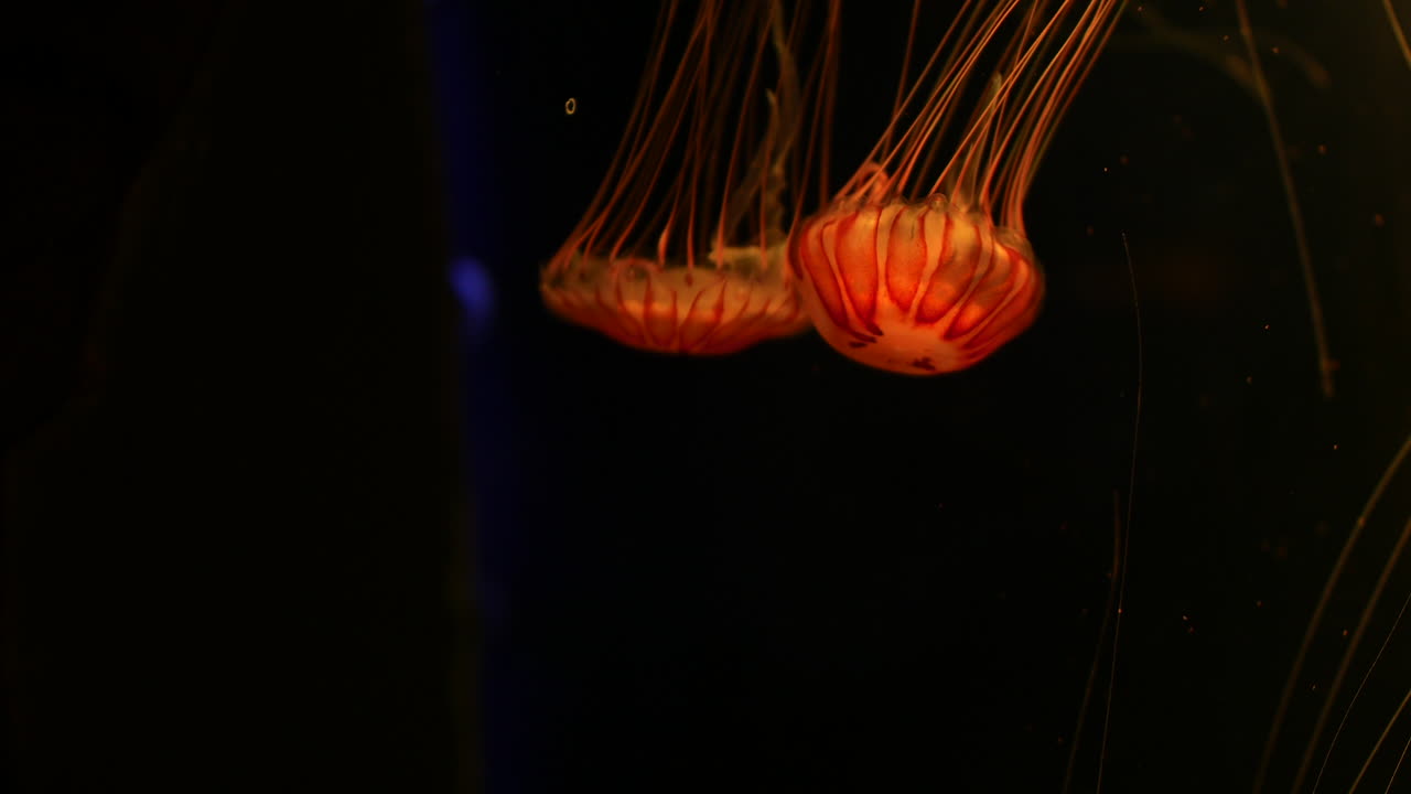 Glowing orange jellyfish drift side by side in dark water, their long, delicate tentacles flowing gracefully behind them. Vibrant colors and synchronized movement of a mesmerizing underwater display