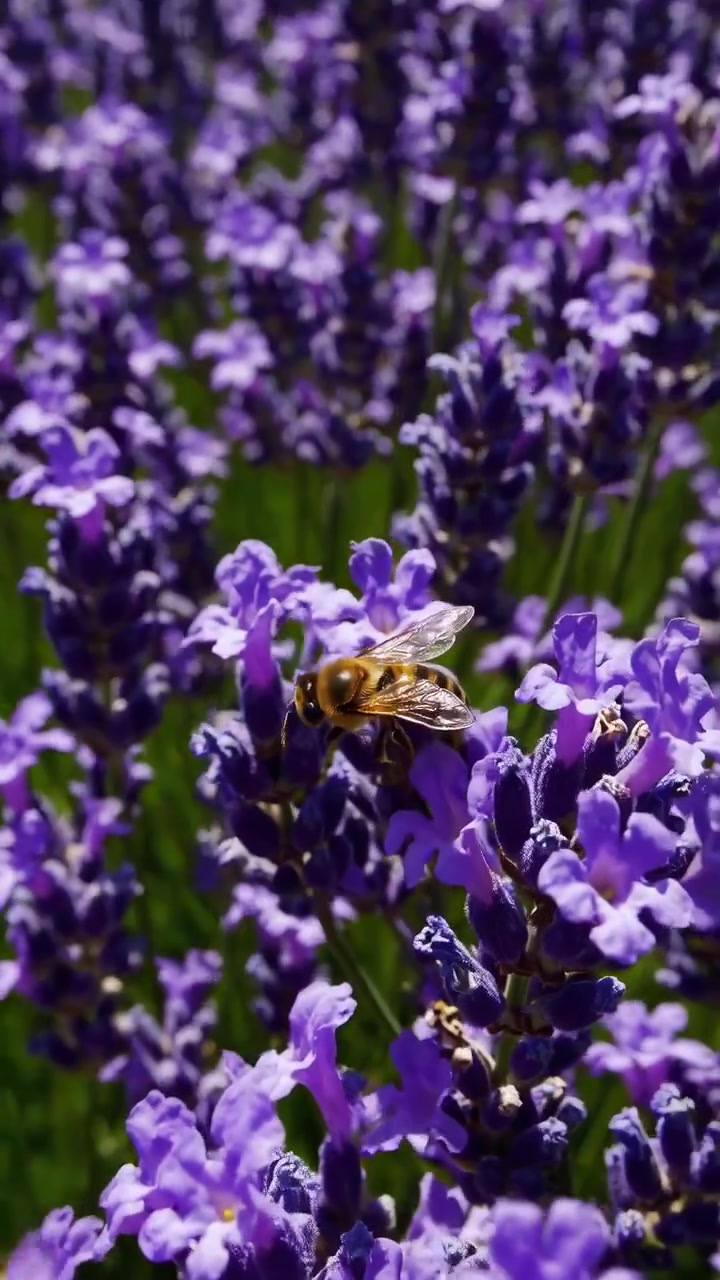 Ape che impollina vivaci fiori di lavanda viola in un campo soleggiato
