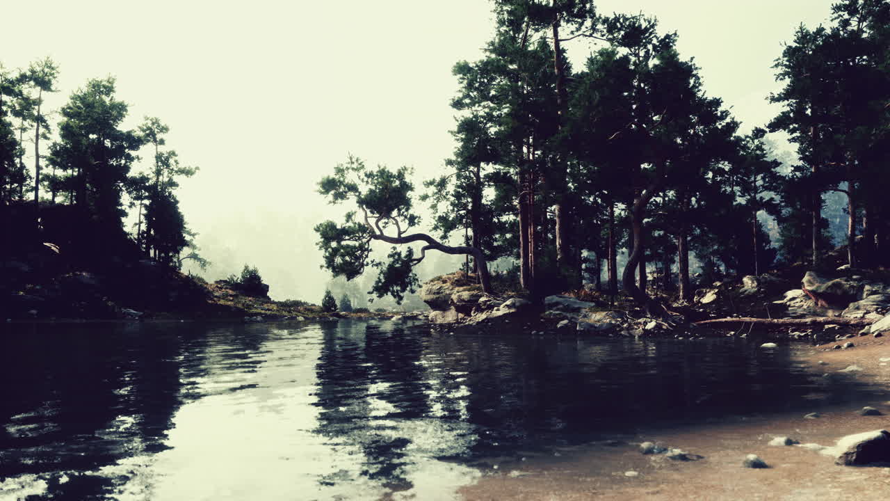 Serene Lake in a Pine Forest