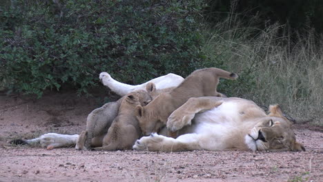 group of lion cubs drinking milk from mother's teats