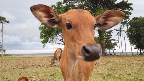 Closeup-Curious-Baby-Cow-Brown-Face,-Calf-Stares-at-Camera-Smelling-in-Countryside-Landscape,-Bali-Cattle,-Indonesia