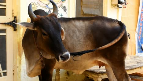 cow sucking its tail hair, hungry cow sucking tail hair