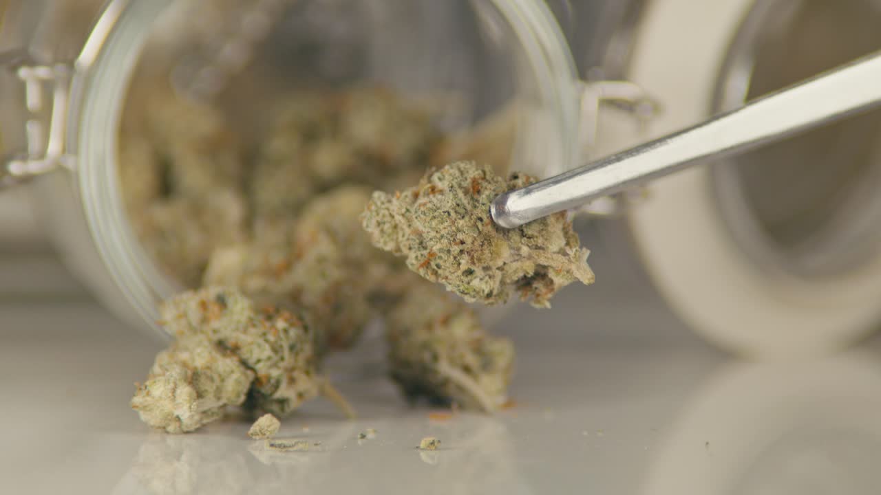 Gemme di marijuana in pinzette e barattolo