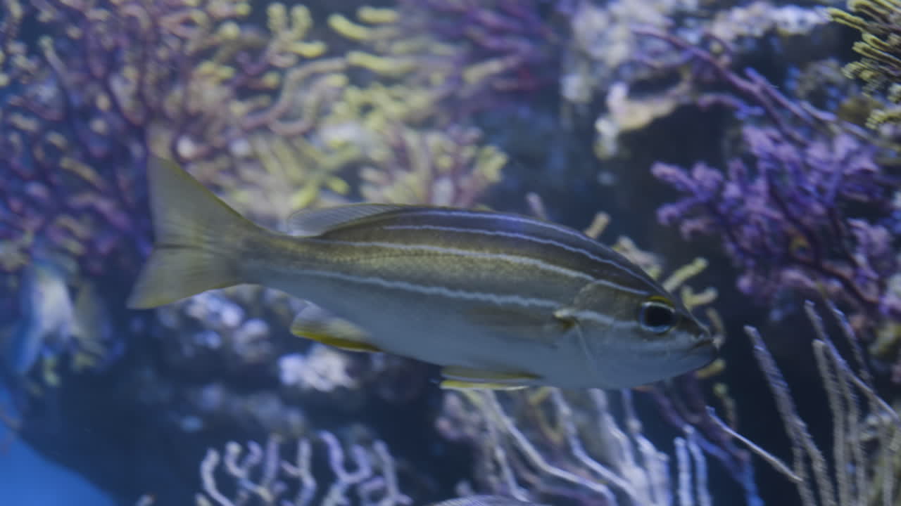 рыба в аквариуме