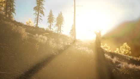 macho de ciervo en el bosque al atardecer