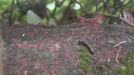 black millipede with yellow dots on a black and red surface around trees