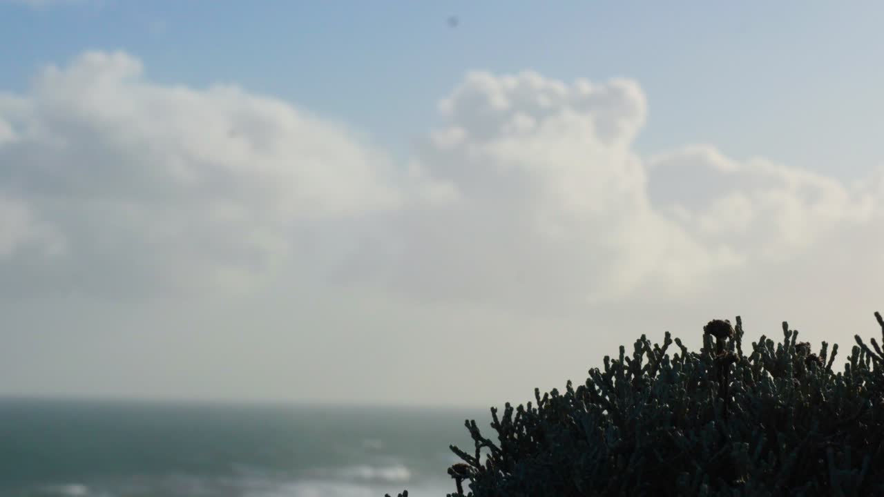 구름 과 식물 이 있는 바다 풍경