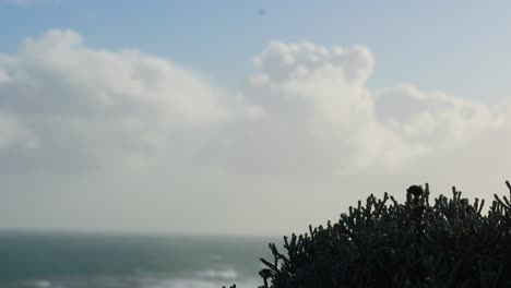 ocean view with clouds and vegetation