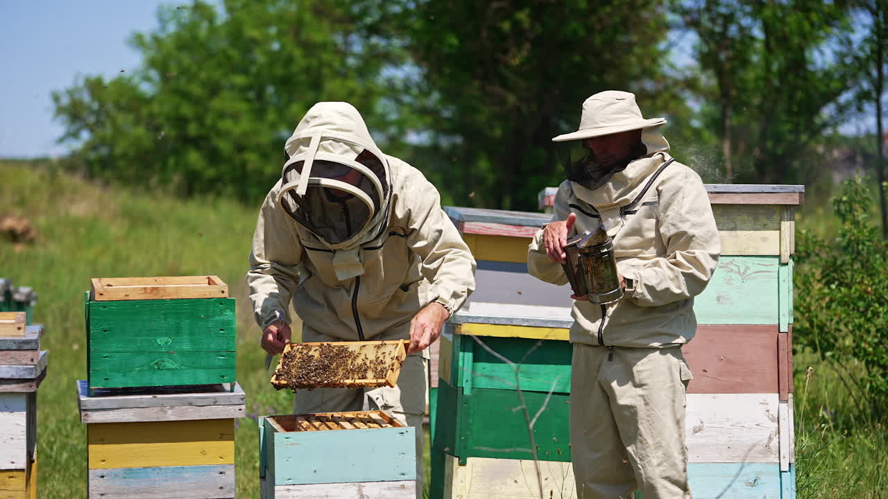 Experienced beekeepers checking the apiary. One man holds a smoker and other one shakes off the bees from a frame. Blurred nature backdrop.