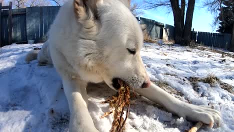 white husky dog laying in the snow chewing on a tree branch