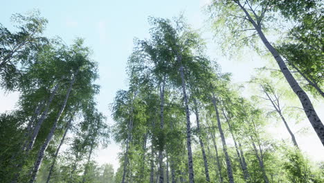 las primeras hojas verdes de primavera en el bosque de abedules