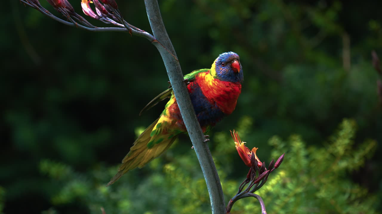 호주의 야생에서 무지개 lorikeet lory
