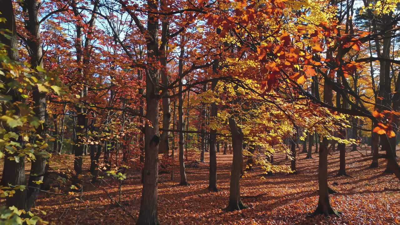 Aerial video captures a serene autumn forest with vibrant foliage