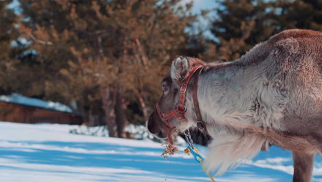 Reindeer-that-eat-moss-from-the-snowy-ground