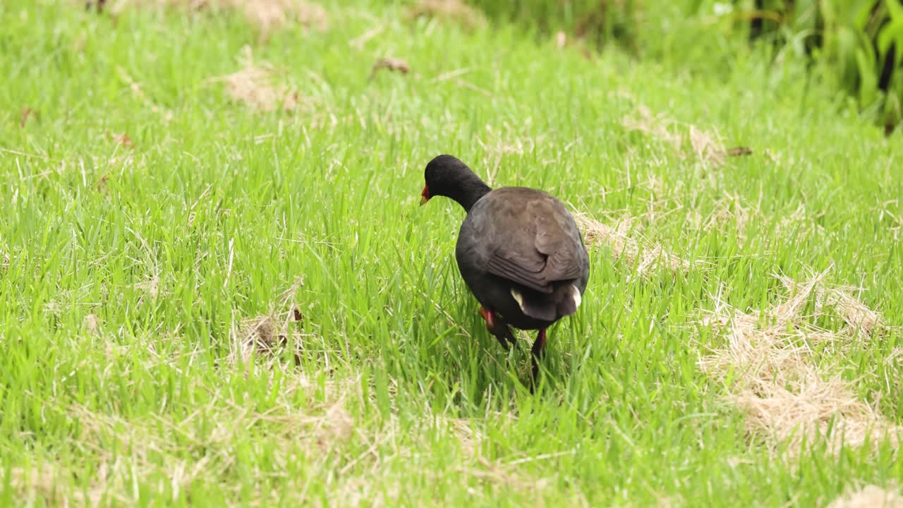 Uccello che razzola, camminando in un campo erboso.