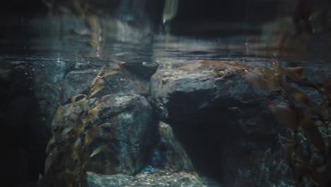 penguins in an aquarium playfully swimming and diving underwater