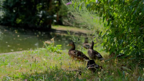 Medium-shot-of-Mallard-Ducks-sitting-on-the-grass-next-to-the-Lake-in-the-Park-enjoying-the-sun-during-noon