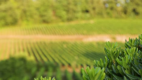 vineyard at sunset with gentle wind and blur