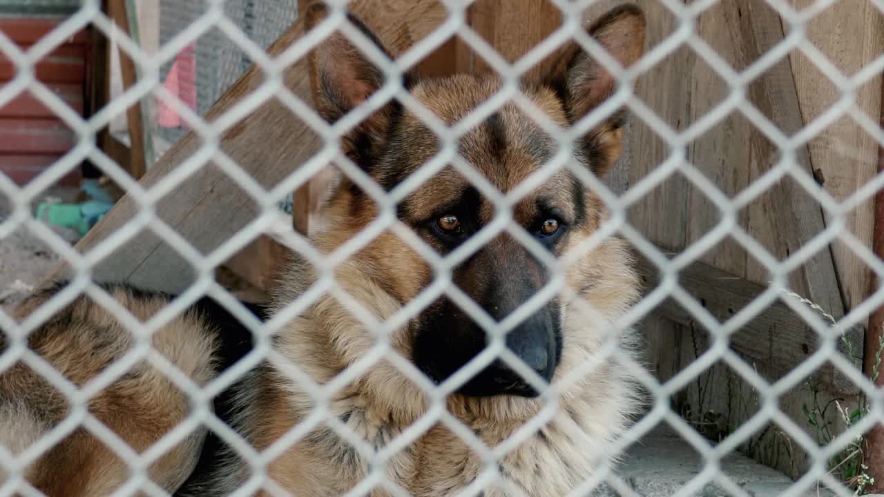 슬픈 개는 금속 우리에 갇혀 앉아