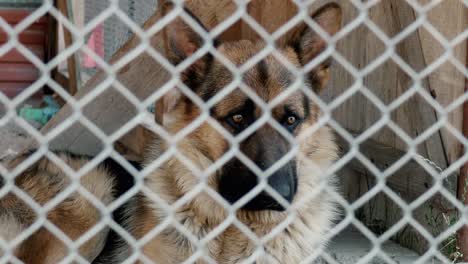 a sad dog sits locked in a metal cage