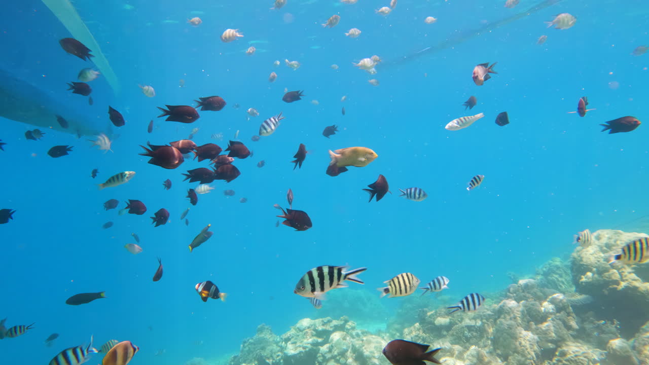 filmación submarina de un enjambre de peces con varios patrones coloridos por encima de un arrecife de coral en aguas claras en un día brillante y soleado, tropical, 4k, 120 fps, slomo