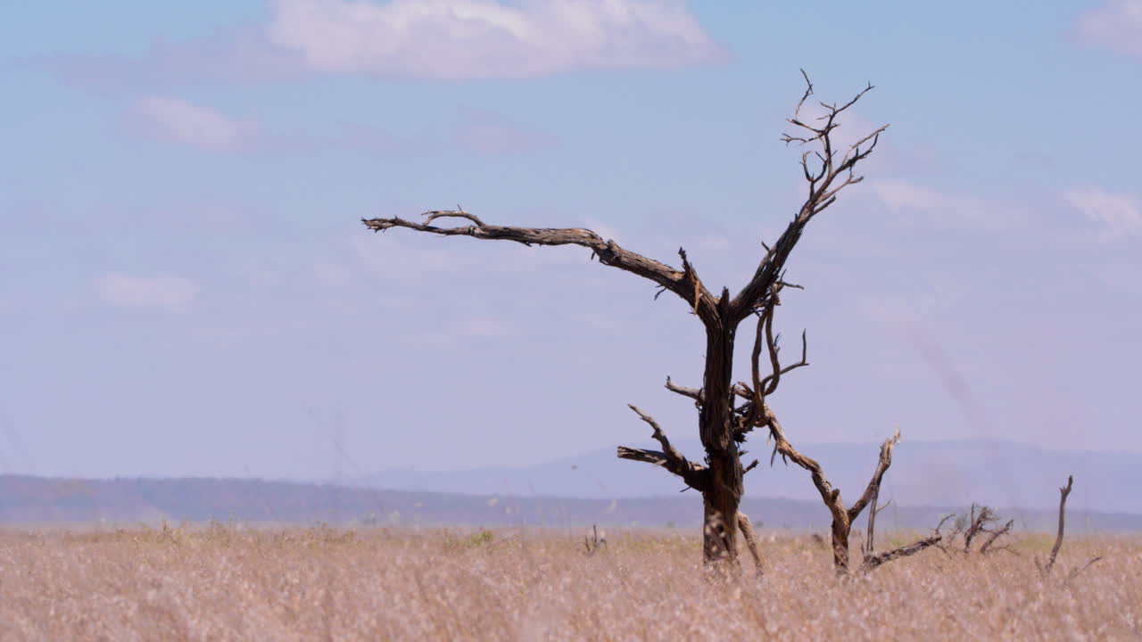 Extreem breed shot van een cheeta die van de top van een dode boom springt
