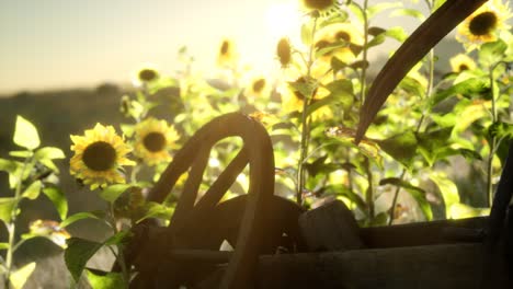 old vintage style scythe and sunflower field