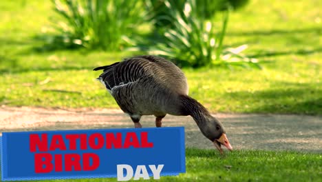 animation of national bird day over goose