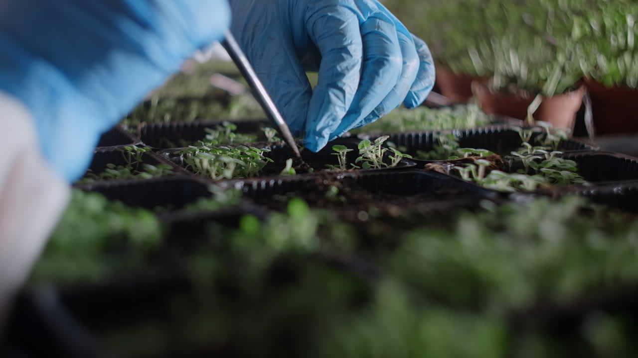 Planting seedlings in a tray