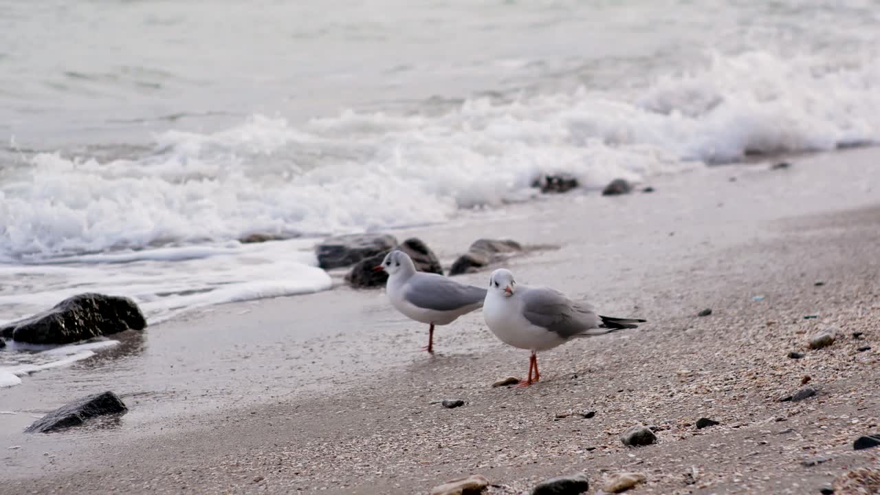 해변 에서 먹고 는 갈매기 들 의 무리