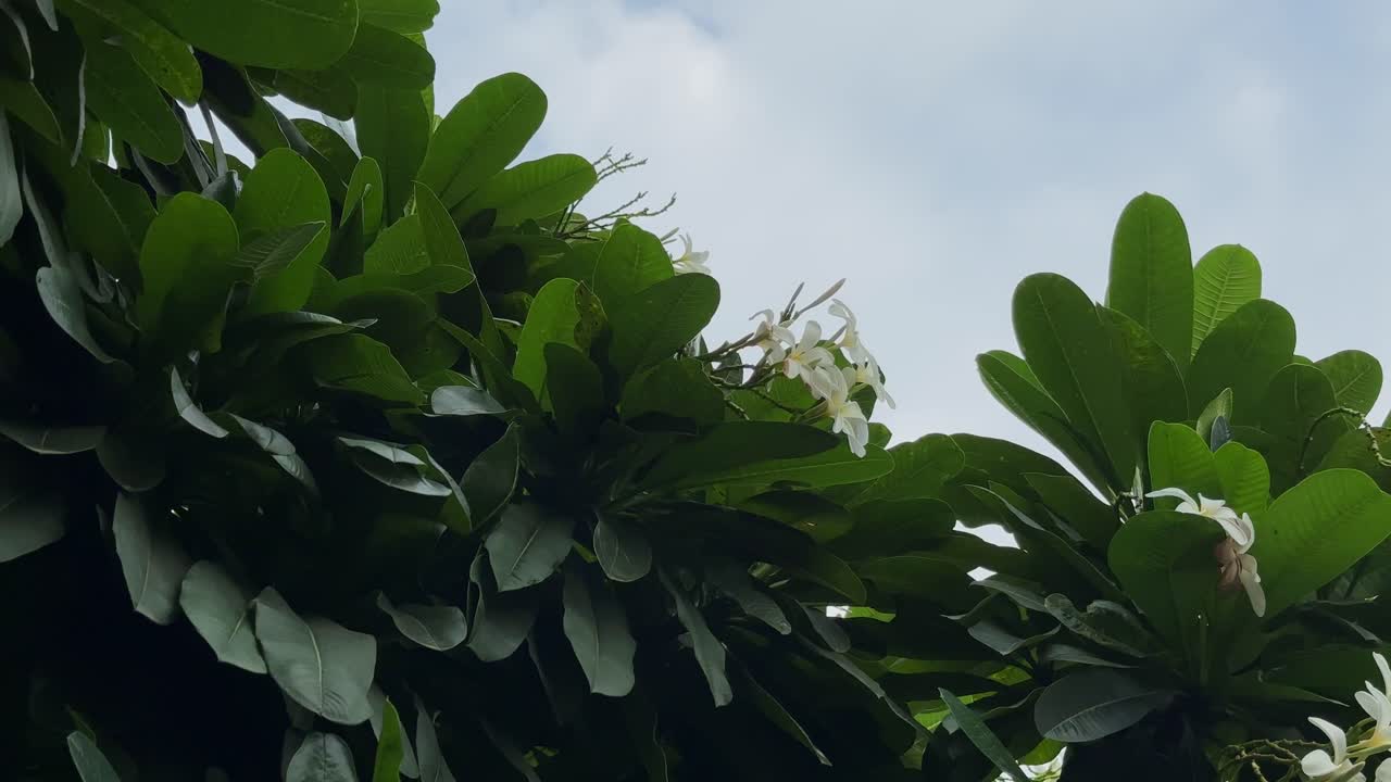 Low angle shot of a Plumeria tree, its lush green leaves and delicate white flowers set against a soft, cloudy sky