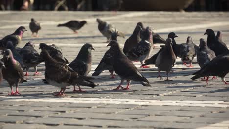 Pigeons-feeding-in-Piata-Sfatului-Brasov,-Romania