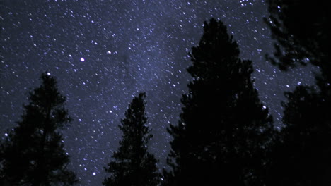 stars sparkle over silhouetted trees 1