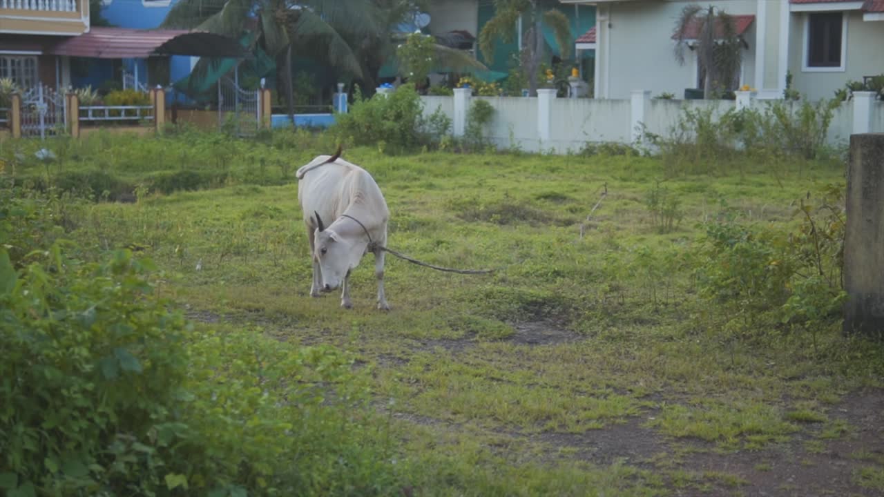 초록색 경사 에 있는 지역 마을 과 태양 을 비추는 돌 집 앞 에서 소 들 이 풀 을  ⁇ 는 시골 풍경