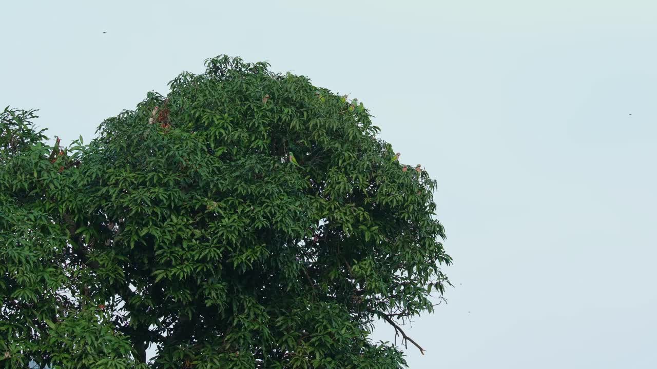 A flock seen from a distance resting on branches of a mango tree during the morning, Red-breasted Parakeet Psittacula alexandri, Thailand