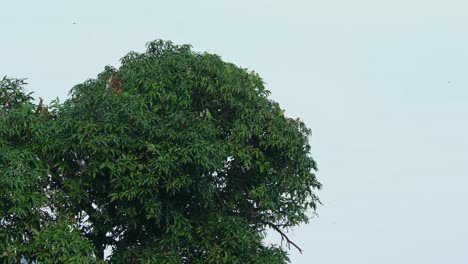 A-flock-seen-from-a-distance-resting-on-branches-of-a-mango-tree-during-the-morning,-Red-breasted-Parakeet-Psittacula-alexandri,-Thailand