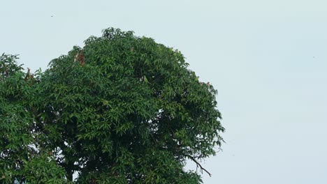 a flock seen from a distance resting on branches of a mango tree during the morning, red-breasted parakeet psittacula alexandri, thailand