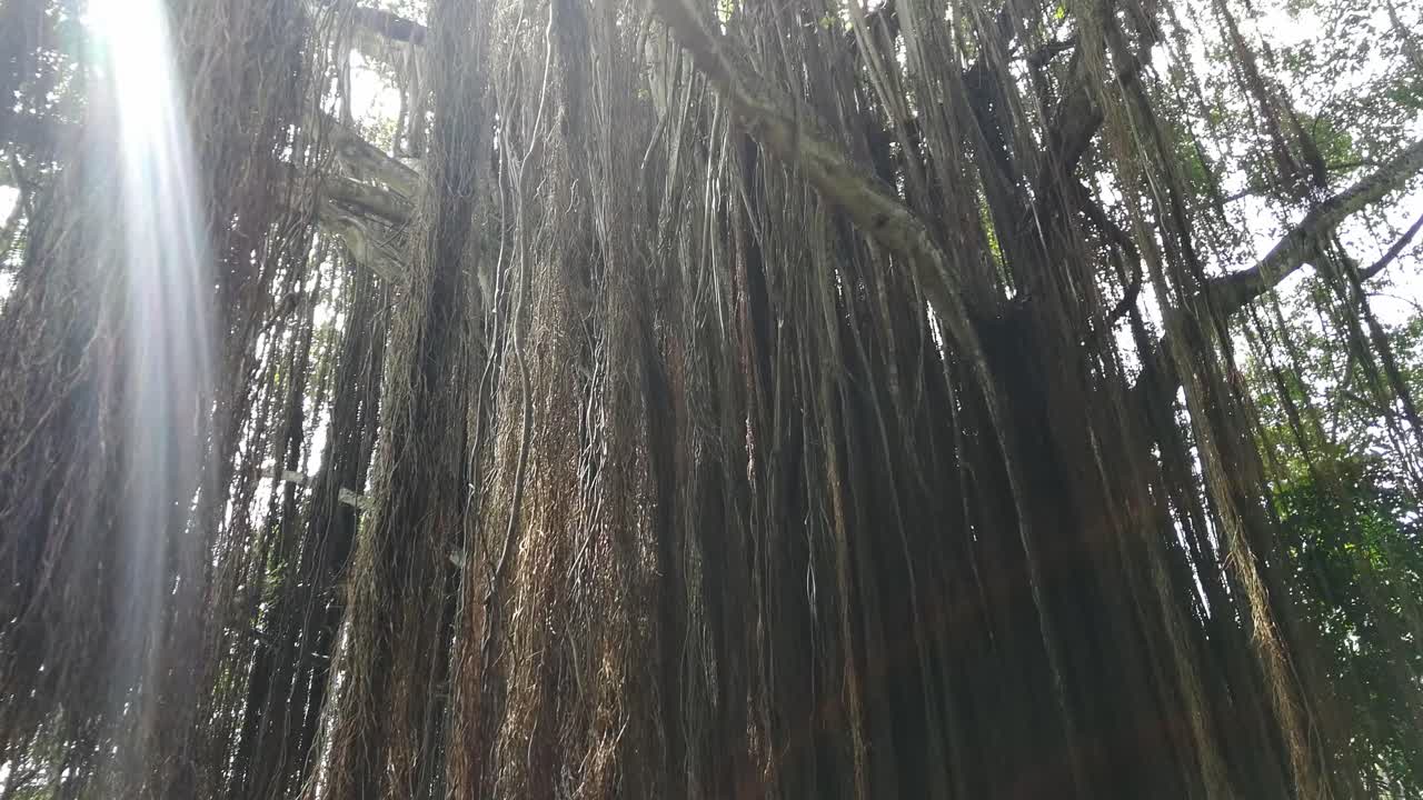 Tropical tree in Colombia with falling lianas, tilt up reveal gigantic size