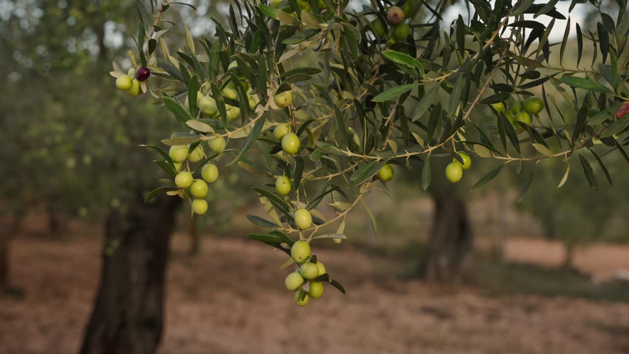 cerrar la rama de olivo con aceitunas listas para la cosecha de aceite de oliva