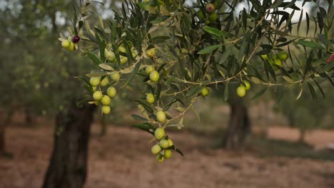 close up olive branch with olives ready for harvesting olive oil